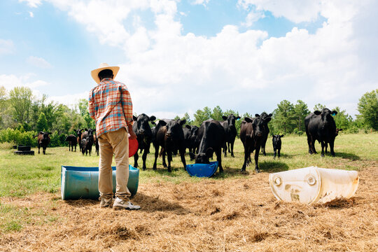 Man feeding cattle on farm