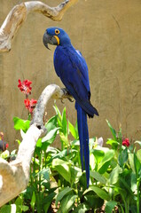 magnifique perroquet bleu