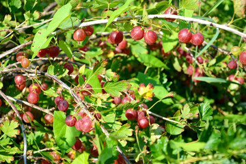 Obraz premium Gooseberry. Ripe gooseberry berries hang on a branch of a Bush. Fruit shrub with numerous Mature red berries.