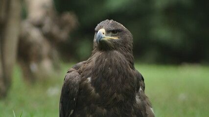 Close up footage of beautiful eagle
