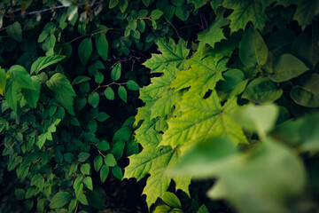Green maple leaves. Macro shooting. Background. wallpaper