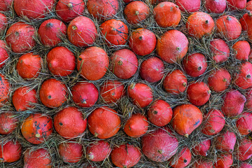 vegetable pattern of a lot of orange mini pumpkins and hay rustic design basis