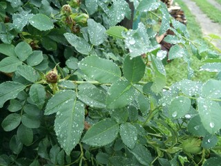water drops on rosehip leaves after rain