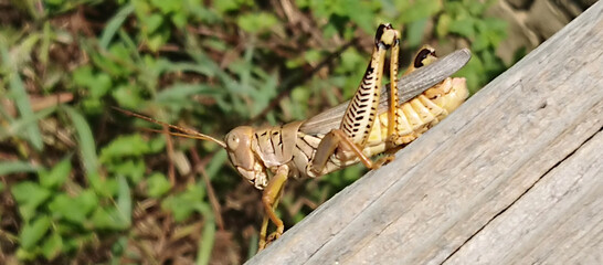 Grasshopper headed down - macro