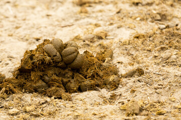 fresh horse manure lies on the dusty ground natural fertilizer for growing plants