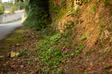 Bricks alone in the woods with moss