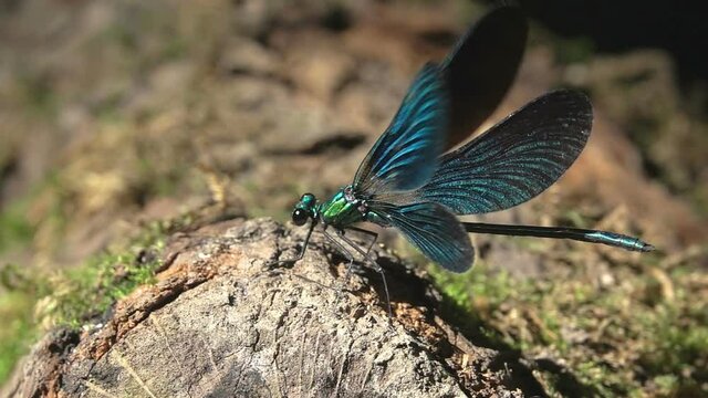 Beautiful Dragonfly, Landing on Tree Trunk Branch, Blue Wings. Slow-Motion
