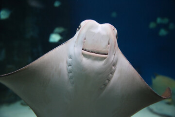 Naklejka premium cownose ray swimming in the water, fish underwater in the aquarium