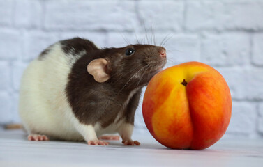 Black and white rat eats juicy sweet and tasty peach.