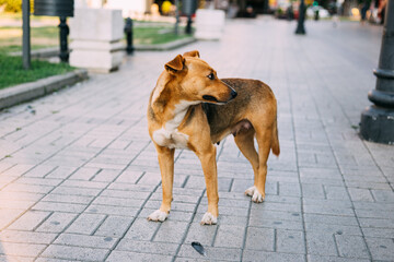 Beautiful stray dog standing  on city square on summer day, looking scared