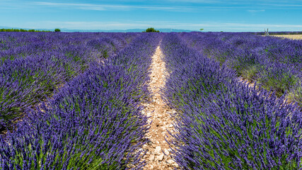 Naklejka na ściany i meble Valensole lavender fields, Provence, France