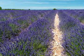 Fototapeta na wymiar Valensole lavender fields, Provence, France