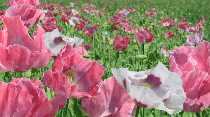 delicious pink and white medical poppy field in full blossom