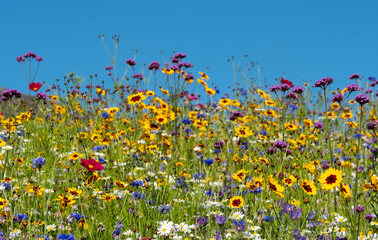 Colourful wild flowers growing in the grass, photographed on a sunny day in midsummer in Windsor, Berkshire UK

