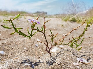 Lilac flowers on a sandy beach