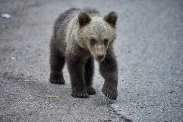 Brown bear cub