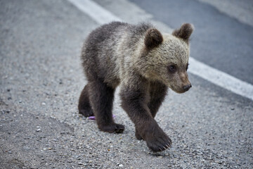 Obraz premium Brown bear cub