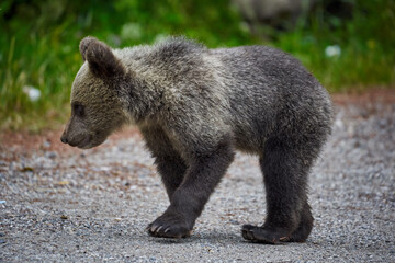 Brown bear cub
