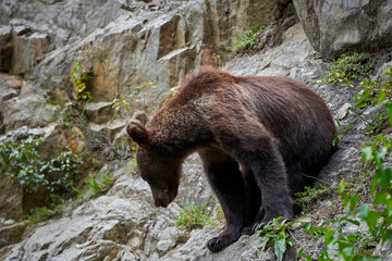 Young male brown bear