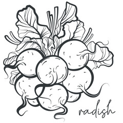 Vector drawing Radish set. Sketch illustration. Simple print drawn by lines. Vector illustration of Radish clove, Radish bulb in simple style. Fresh farm food. Radish logo. Radish print.