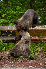 Brown bear cubs playing