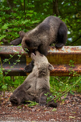 Brown bear cubs playing