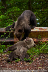 Brown bear cubs playing