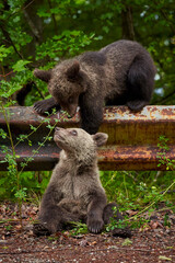 Brown bear cubs playing