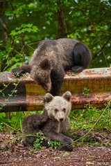 Brown bear cubs playing