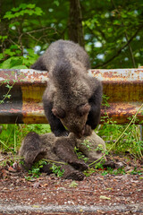 Brown bear cubs playing