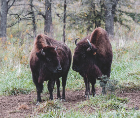 Bison in a pasture during the late fall.