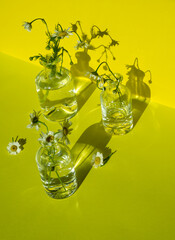 Chamomile flowers in glass bottles on yellow background in hard light with shadow. Floral minimal concept in modern interior