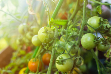 Small cherry tomatoes growing
