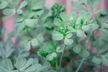 Common Rue on pink background