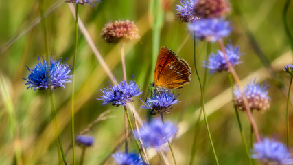 Orange butterfly on a flower, close up, field, countryside, Poland, Europe