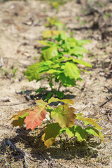 Seedlings of northern red oak in the forest