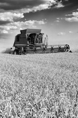 Fototapeta premium Combine harvesting wheat field