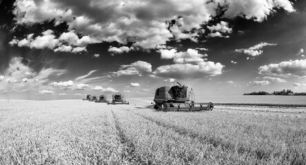 Combines harvesting wheat field © LAZAR