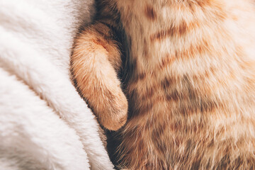 Close up of paws of cute little ginger kitten which sleeps on its back on white soft blanket