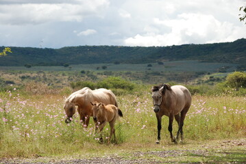 Naklejka na ściany i meble family horses in the field