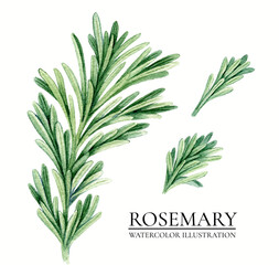Realistic rosemary vintage watercolor botanical illustration isolated on white background