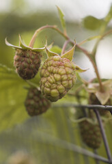 Green unripe raspberries hanging on a twig