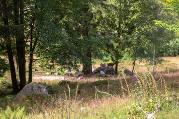 Menzenschwander Geißenpfad Black Forest Schwarzwalk