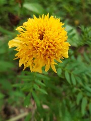 ดาวเรือง