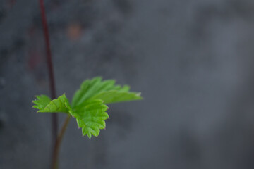 The leaves of the strawberry on a background of gray stone wall