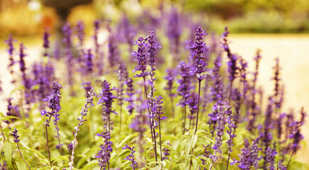 Obraz premium Ziersalbei - Salvia guaranitica