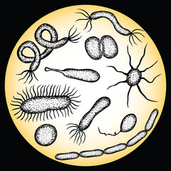 Vector illustration of different bacteries under microscope
