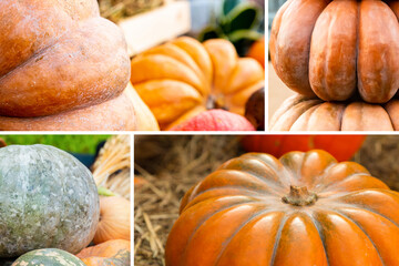 a collection of orange pumpkins large honeycombs-block vegetable pattern