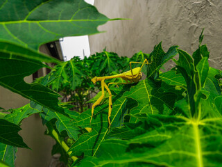 praying mantis hunting on a papaya tree