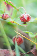 Meadow strawberry berries hang on a twig